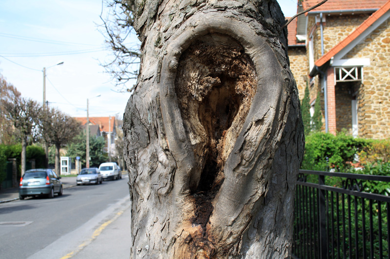 L'arbre qui avait une oreille